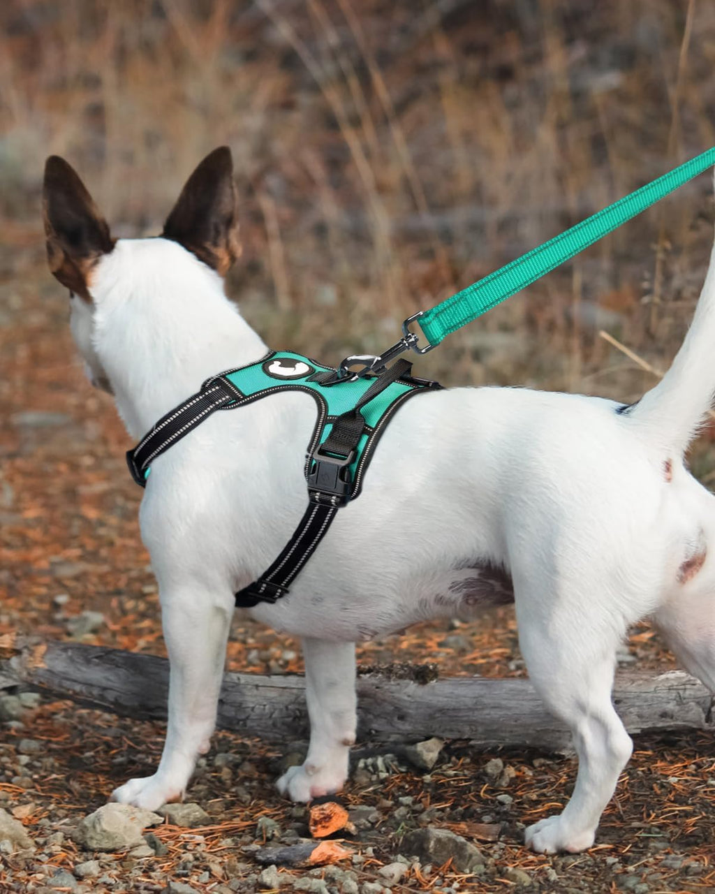 Dog Leash Padded Handle Nylon Heavy Duty Leashes for Medium & Large Dogs Walking, Teal, 6FT